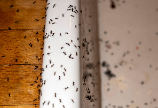 Best Termite Control Services  in Parma, ID
